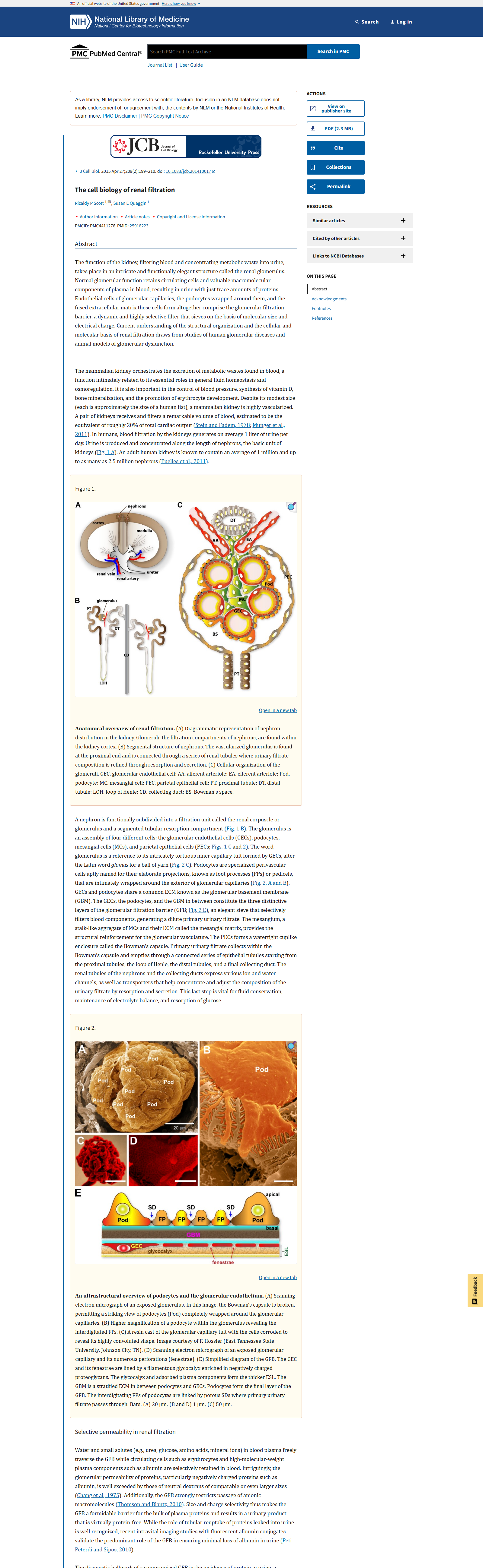 Tangkapan halaman PMC artikel The cell biology of renal filtration